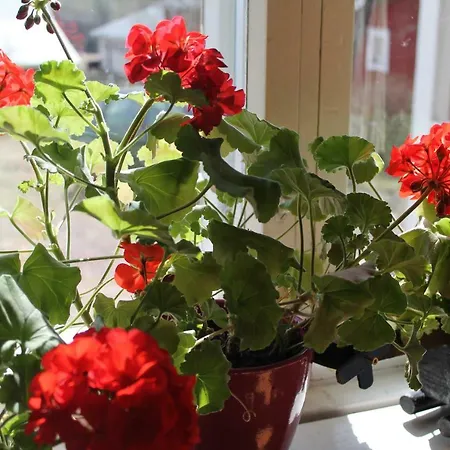 Homestay Maatilamatkailu Jaenisvaara Aittahuoneet