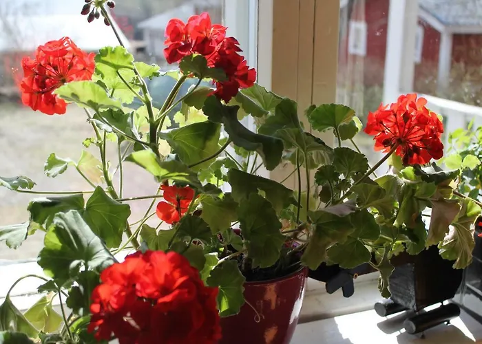 民宿 Maatilamatkailu Jaenisvaara Aittahuoneet